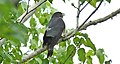 Rufous hawk-cuckoo