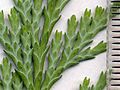 Image 51Cupressaceae: scale leaves of Lawson's cypress (Chamaecyparis lawsoniana); scale in mm (from Conifer)