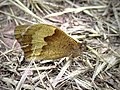 Schmetterling, Flügelspannweite: ca. 5 cm, Muster: Orange mit kleinen schwarzen Punkten