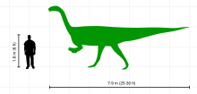 Un dibujo de siluetas de Plateosaurus en vista lateral, y de un hombre. El dinosaurio es mostrado como un bípedo. El humano de 1.8 metros de alto no alcanza a la altura de la cadera de Plateosaurus.