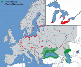 Élőhelye Európában és inváziós fajként azonosított előfordulása piros színnel jelölve