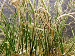 Halodule wrightii (Cymodoceaceae)