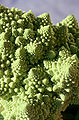 Romanesco