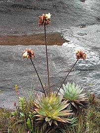 Hábito de Orectanthe sceptrum, una xiridácea.