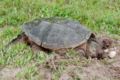 ホクベイカミツキガメ Chelydrta serpentina （カミツキガメ科）