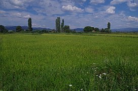 Оризови ниви близу с.Грдовци, Кочанско