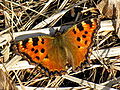 Nymphalis polychloros Grote vos