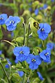 Commelina tuberosa