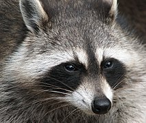 Guadeloupe-Waschbär (Procyon lotor minor)