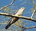 Oriental cuckoo