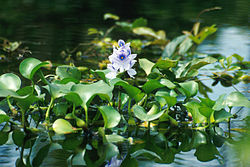 Eichhornia crassipes.