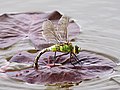 Anax imperator.