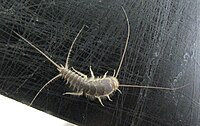 イボトビムシの1種 Monobella grassei（トビムシ目） オナガシミ Ctenolepisma longicaudata （シミ目）