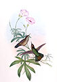 Opisthoprora euryptera = Avocettinus eurypterus in John Gould's Hummingbirds, ISBN 978-1555216610