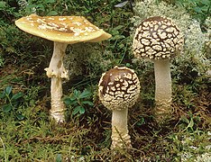 Amanita regalis