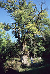 Roure de Perramon (Ribes de Freser)