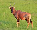 Image 7 Topi Photograph: Charles J. Sharp Female topi (Damaliscus lunatus jimela) in the Queen Elizabeth National Park in Uganda. A subspecies of the common tsessebe antelope, the topi is native to several countries in eastern Africa and lives primarily in grassland habitats, ranging from treeless plains to savannas. It is a tall species, with individuals ranging in height from 100 to 130 cm (39 to 51 in) at the shoulder. Predators of topi include lions and spotted hyenas, with jackals being predators of newborns. More selected pictures