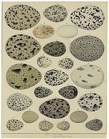 Il·lustració antiga mostrant ous de diferents espècies.