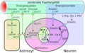 Schematische Darstellung der Energiewege und Energiespeicher des Zentralnervensystems