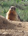 पाकिस्तानमा पाईने सुनौलो मार्मट (Marmota caudata),