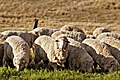 Australian Merino sheep