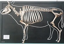 Bones are mounted on a black board