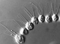 Desmarella sp. koloni (Choanoflagellatea )