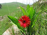 Gerbera aurantiaca[англ.]