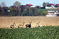 Groep reeën in de winter (sprong)