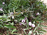 Ipomoea batatas, édesburgonya