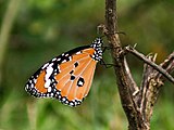 Danaus chrysippus (Danaini)