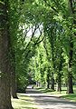 Elm Alley di Fitzroy Garden (Melbourne)