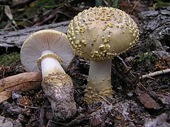 Amanita franchetti