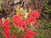 A cluster of red and green leaves leans toward the viewer on long, bent branches bursting out from a main plant on the base of a rock wall.