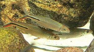 Hemiodus gracilis