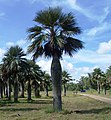 Colpothrinax wrightii.