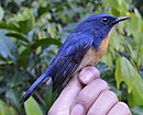 Male Meratus blue flycatcher