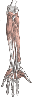 Underarmens framsida, djupa flexormuskler.