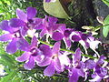 Dendrobium Bae Yong-joon, an orchid cultivar named after the South Korean actor