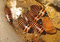 Halloween-Fauchschabe (Elliptorhina javanica)