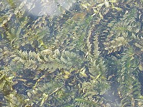 Elodea canadensis