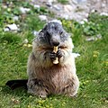 Alpenmurmeltier beim Fressen