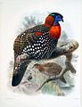 Tragopan, provincial bird of HP