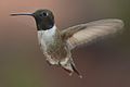 Colibri à gorge noire