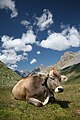 Image 5 Braunvieh Photo credit: Daniel Schwen A Braunvieh cow wearing a cow bell below Fuorcla Sesvenna in the Engadin, Switzerland. Of Swiss origin, these cows were imported to the United States in the 19th century where they became the origin of the modern Brown Swiss cattle breed. Since the 1960s, Brown Swiss cattle have been crossed back into the Braunvieh stock of Europe. They are commonly various shades of brown in colour with lighter points. More selected pictures