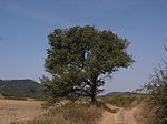 Perelloner del Cisterer (Prades)