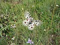 Apollo Butterfly in Gran Sasso