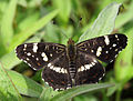 Araschnia levana Landkaartje (zomervorm)