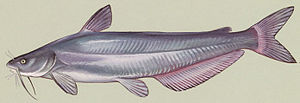 Ictalurus furcatus