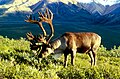 Barren-ground caribou Rangifer tarandus groenlandicus rensdyr / ren